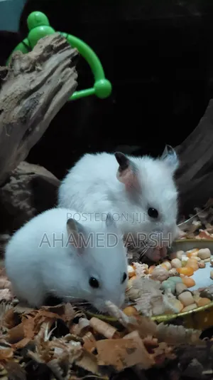 Syrian Teddy Hamster Babies