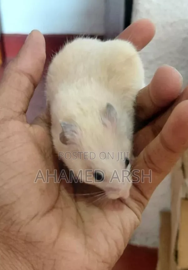 Syrian Teddy Hamster Babies