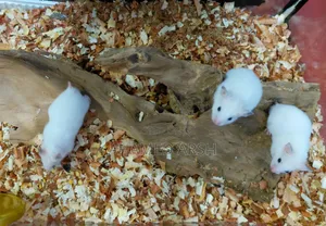 Syrian Teddy Hamster Babies