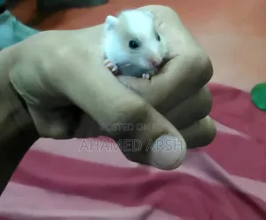 Syrian Teddy Hamster Babies