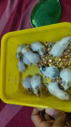Syrian Teddy Hamster Babies