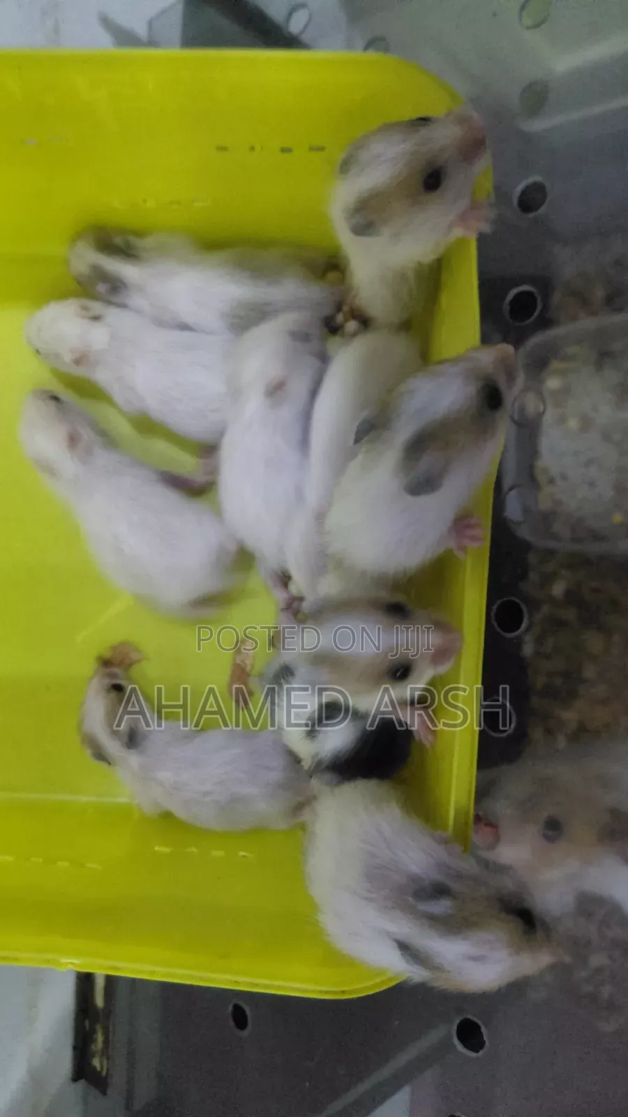 Syrian Teddy Hamster Babies