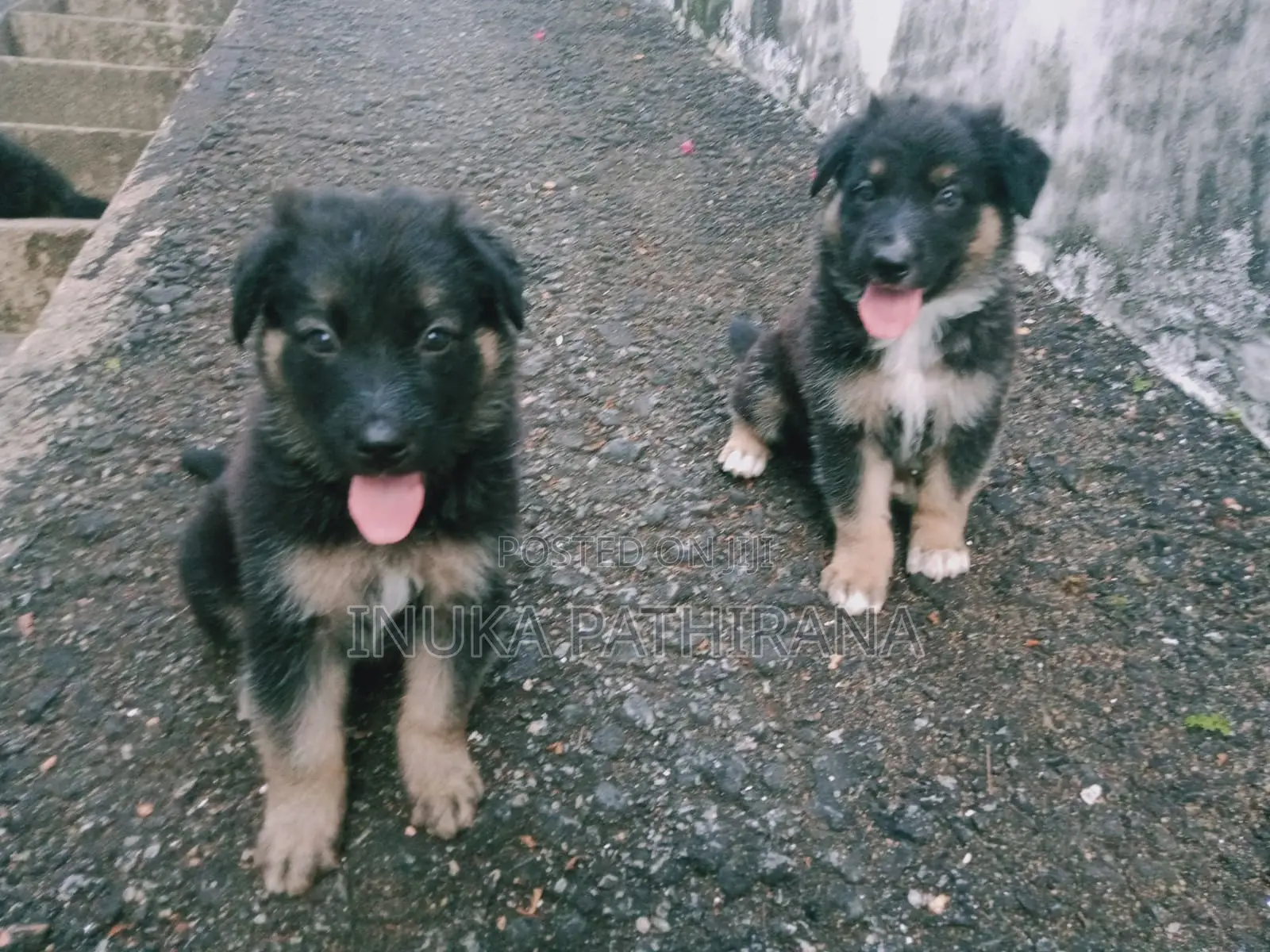 1-3 months Male Purebred German Shepherd