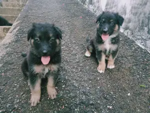 1-3 months Male Purebred German Shepherd