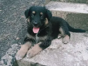 1-3 months Male Purebred German Shepherd