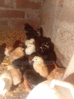 Country Chicks