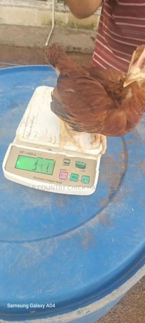 1 1/2 Month Chicks