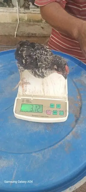 1 1/2 Month Chicks