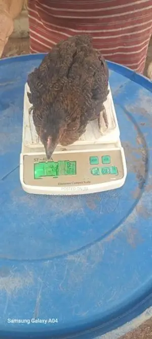1 1/2 Month Chicks