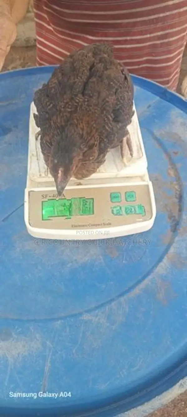 1 1/2 Month Chicks