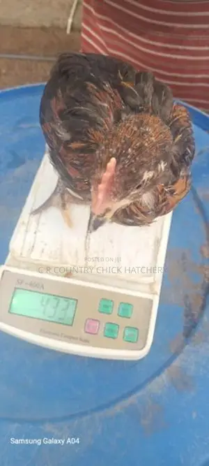 1 1/2 Month Chicks