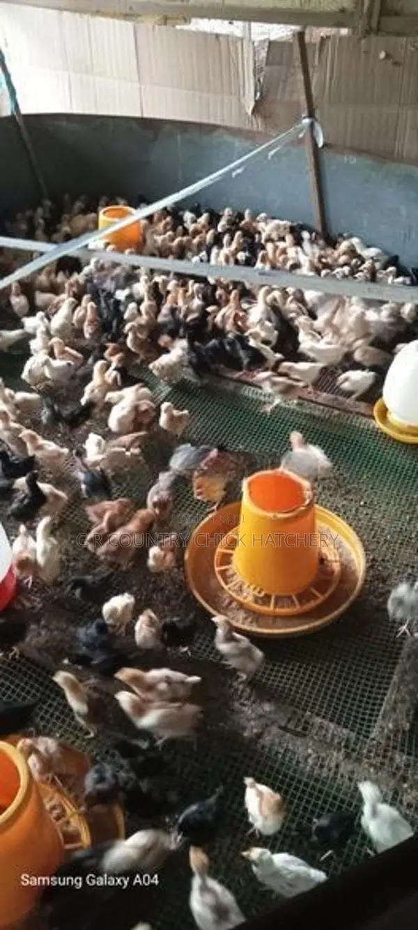 நாட்டு முட்டை கோழி குஞ்சு