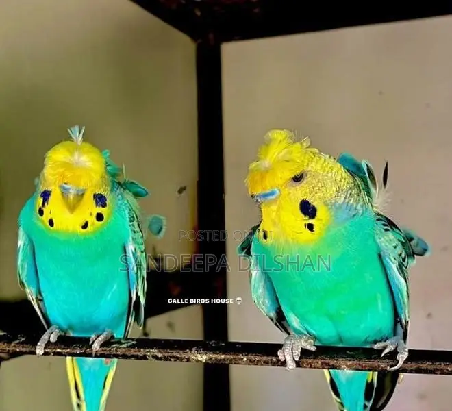 Helicopter Love Birds
