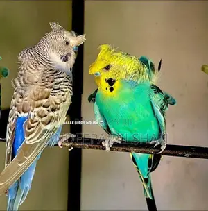 Helicopter Love Birds