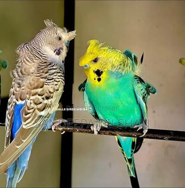 Helicopter Love Birds