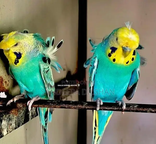 Helicopter Love Birds