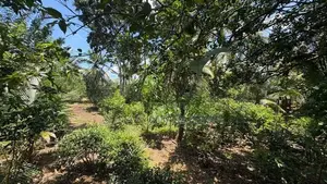 100 Perches Land For Sale In Galle