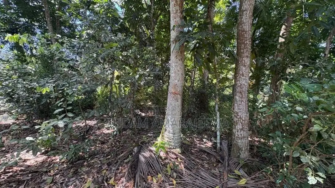 100 Perches Land For Sale In Galle