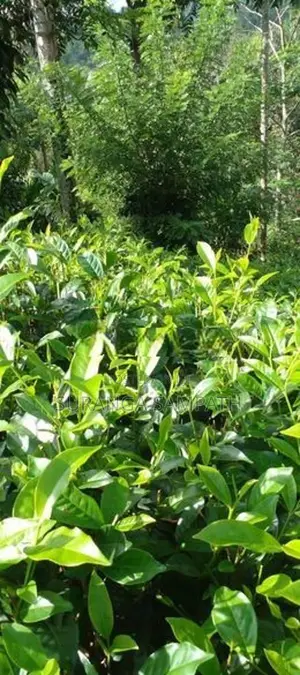 Agriculture Land for Sale in Baddegama