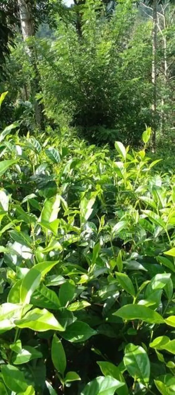 Agriculture Land for Sale in Baddegama