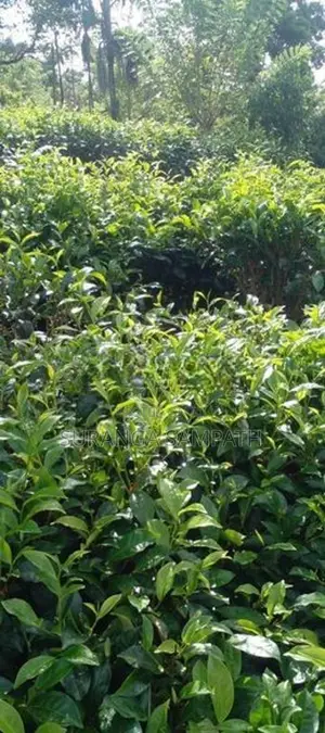 Agriculture Land for Sale in Baddegama