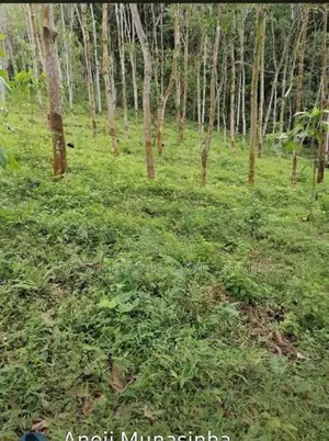 Padukka Rubber Lands For Sale ( RLS - 862 )