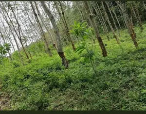 Padukka Rubber Lands For Sale ( RLS - 862 )