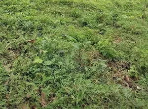 Boralesgamuwa Land for Rent ( R- 862 )