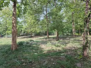 Land For Sale Dambulla