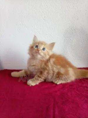 Persian Cat