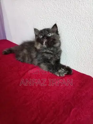 Persian Cat