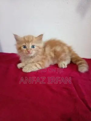 Persian Cat