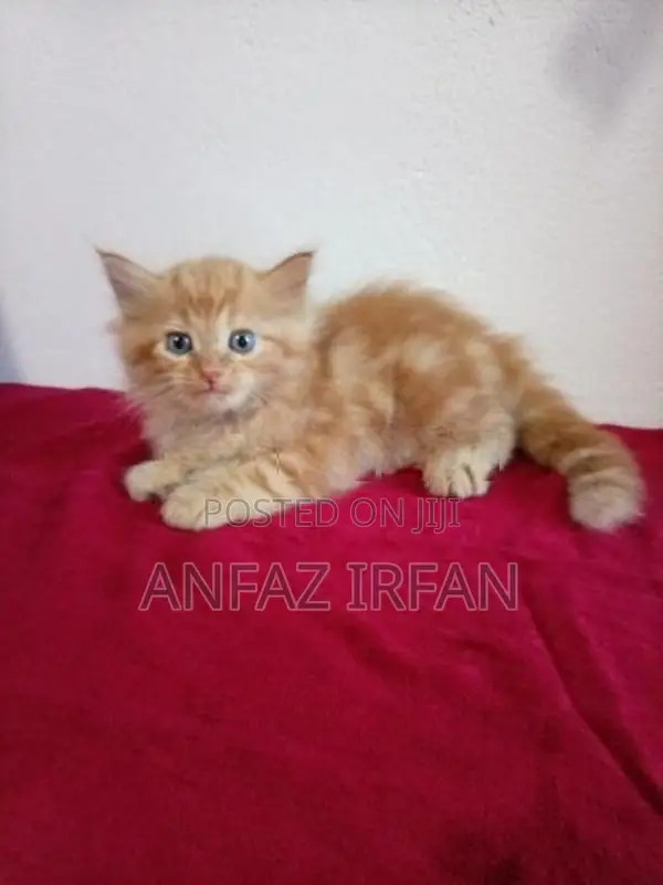 Persian Cat
