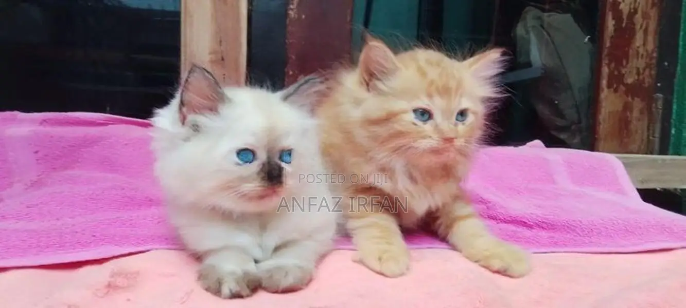Persian Cat