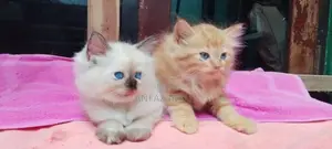 Persian Cat