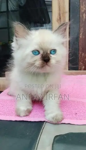 Persian Cat