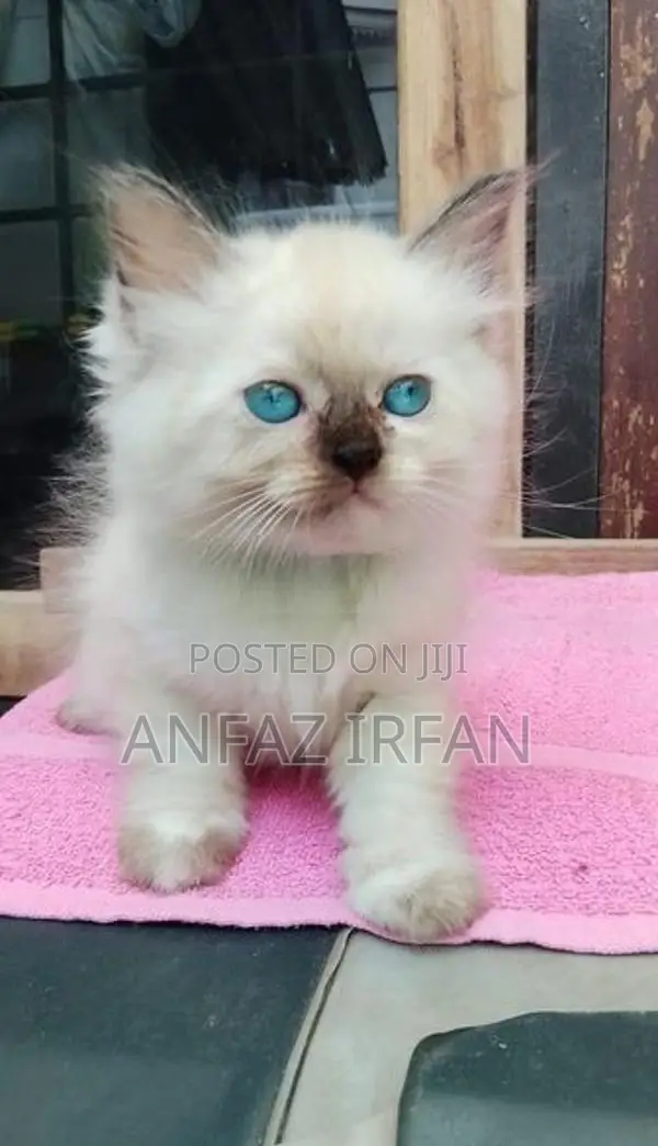 Persian Cat