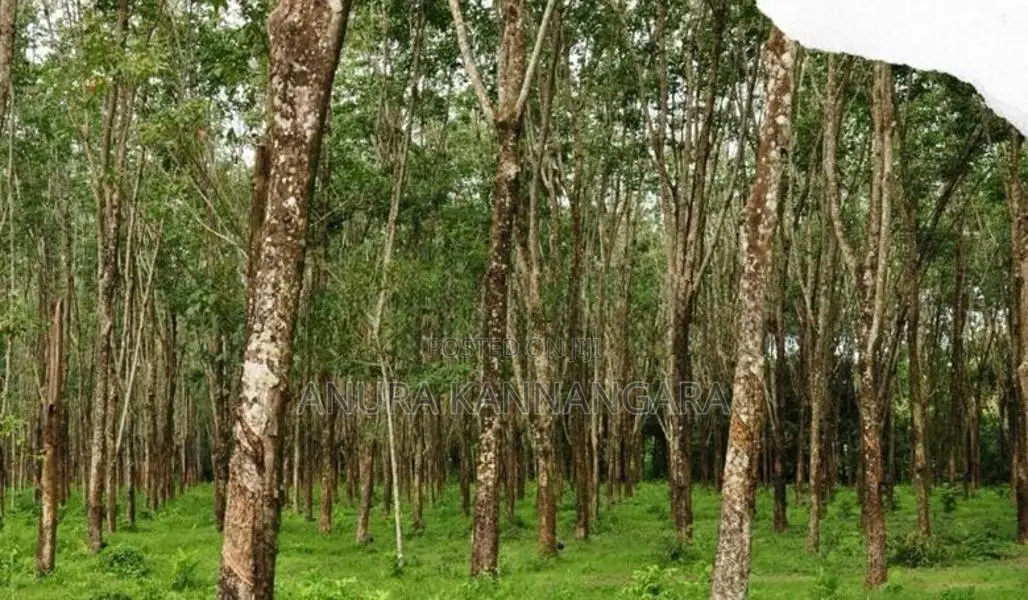 Land For Sale Warakagoda In Horana