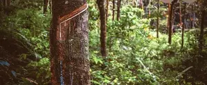 Land For Sale Warakagoda In Horana