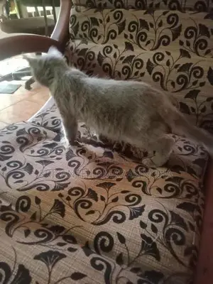 Persian Cats