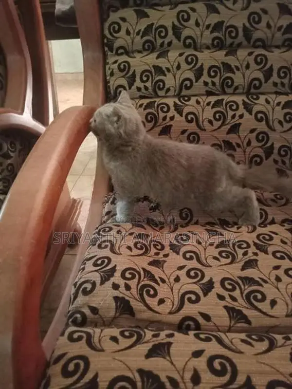 Persian Cats