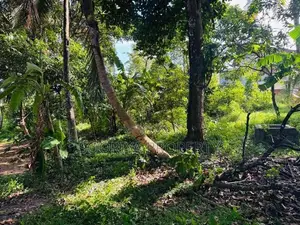 පර්චස් 280ක ව්‍යාපාරික ඉඩමක් විකිණීමට ඇත පිලියන්දල