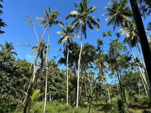 Lands for Sale in Gelioya
