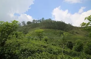 Lands for Sale in Bandarawela