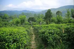 Lands for Sale in Bandarawela