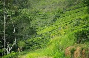 Lands for Sale in Bandarawela