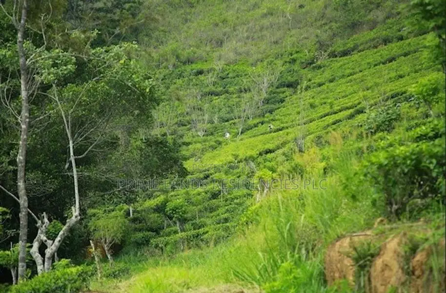 Lands for Sale in Bandarawela