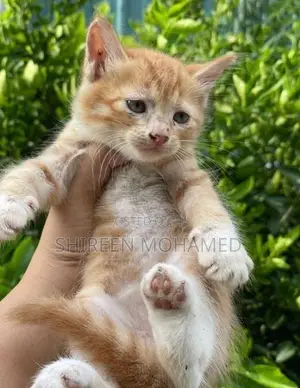 Ginger Persian Cross Kitten