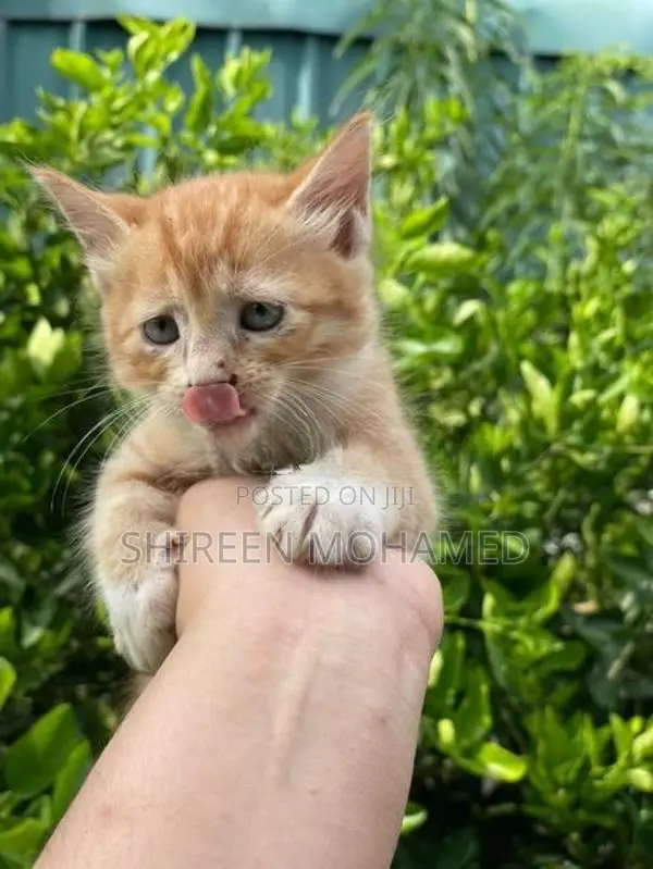 Ginger Persian Cross Kitten