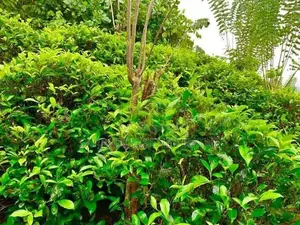 5 Acres Of Tea- Cinnamon - Kithulgala / Yatiyanthota